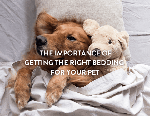 Dog lying in bed next to a cuddly toy relaxing